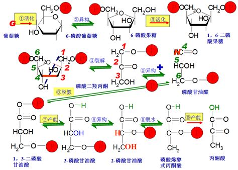 糖解途徑口訣|糖解